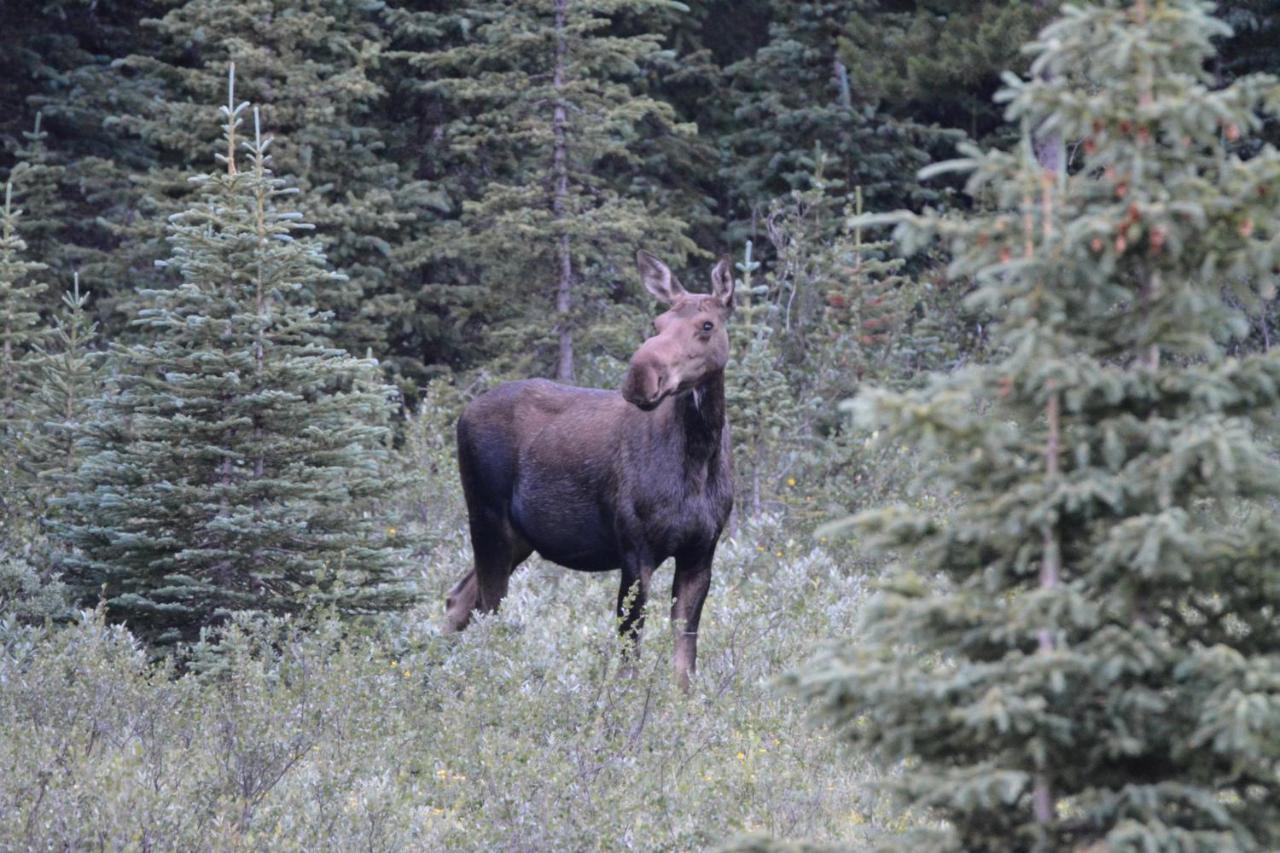 Newly Renovated Grizzly Lodge, Spacious 3Br 2Ba With Open Pool, Hot Tub Canmore Bagian luar foto
